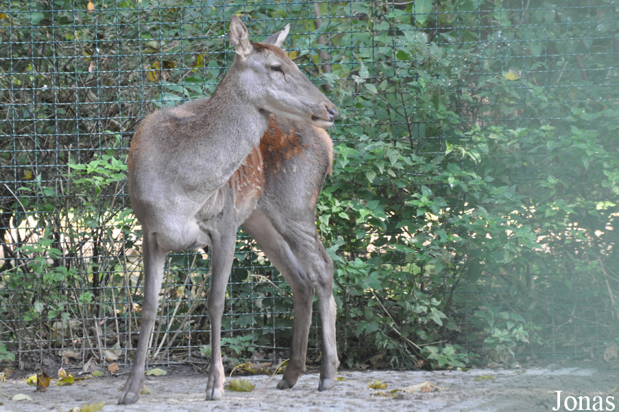 Cervus elaphus barbarus