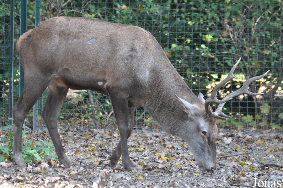 Cervus elaphus barbarus