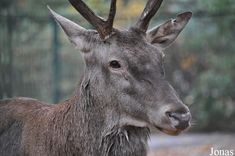 Cervus elaphus barbarus