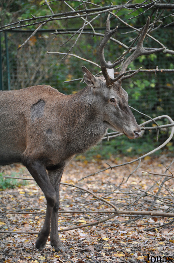 Cervus elaphus barbarus