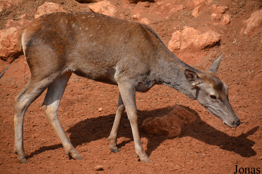 Cervus elaphus barbarus