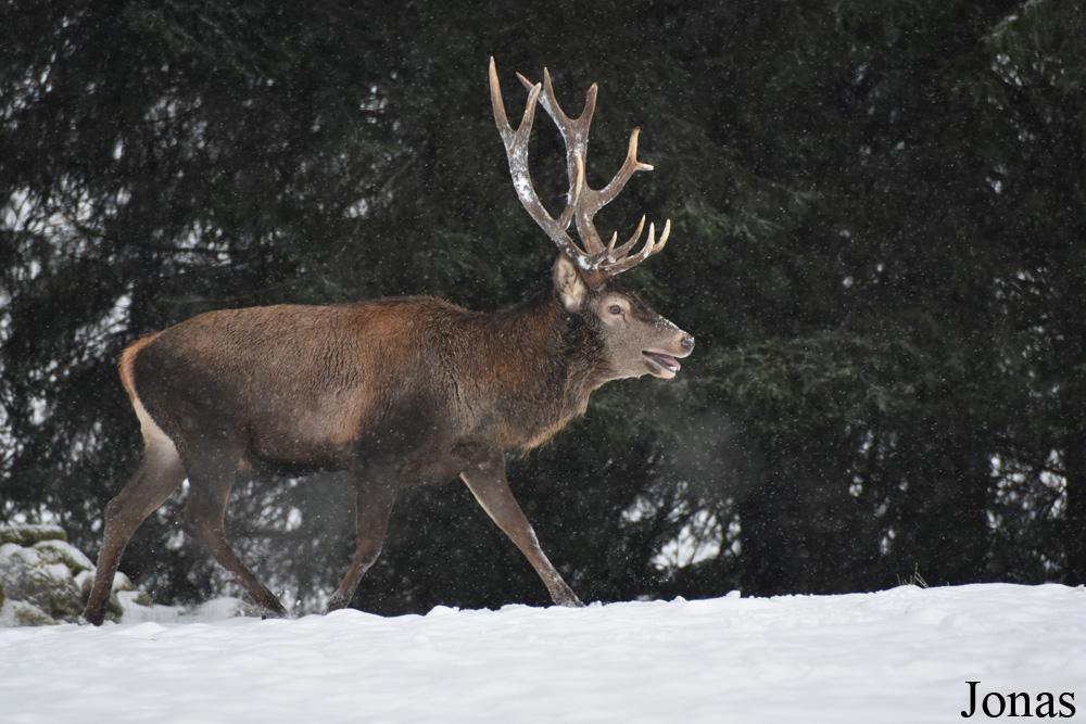Cervus elaphus hippelaphus