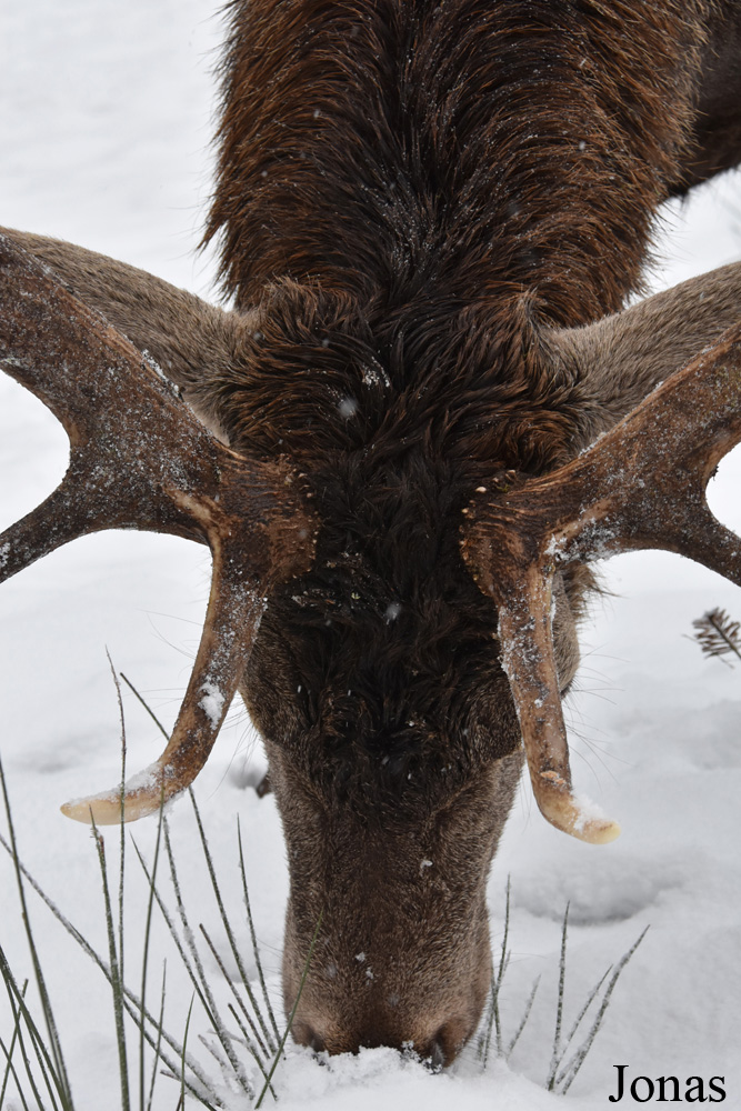 Cervus elaphus hippelaphus