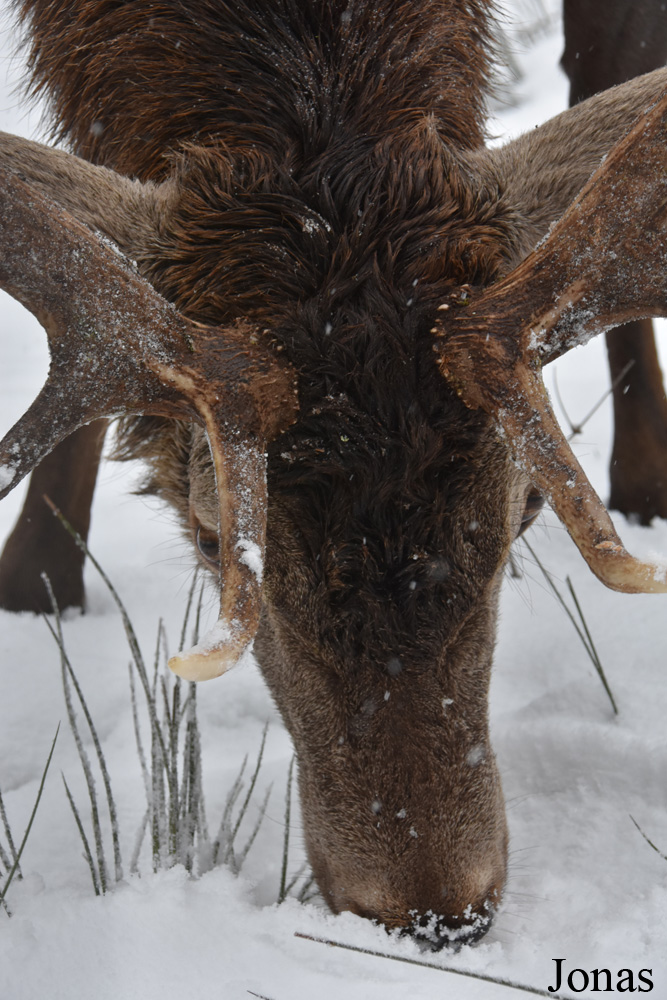 Cervus elaphus hippelaphus