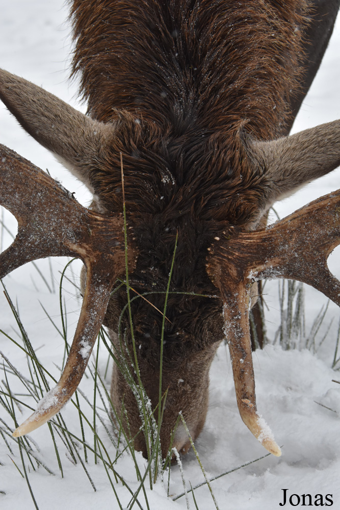 Cervus elaphus hippelaphus
