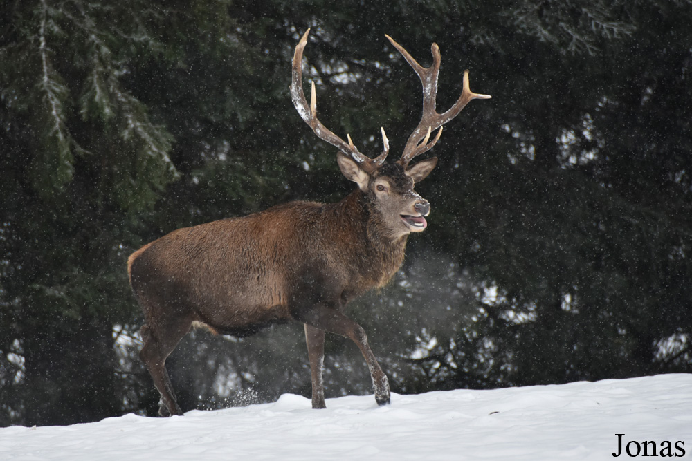 Cervus elaphus hippelaphus