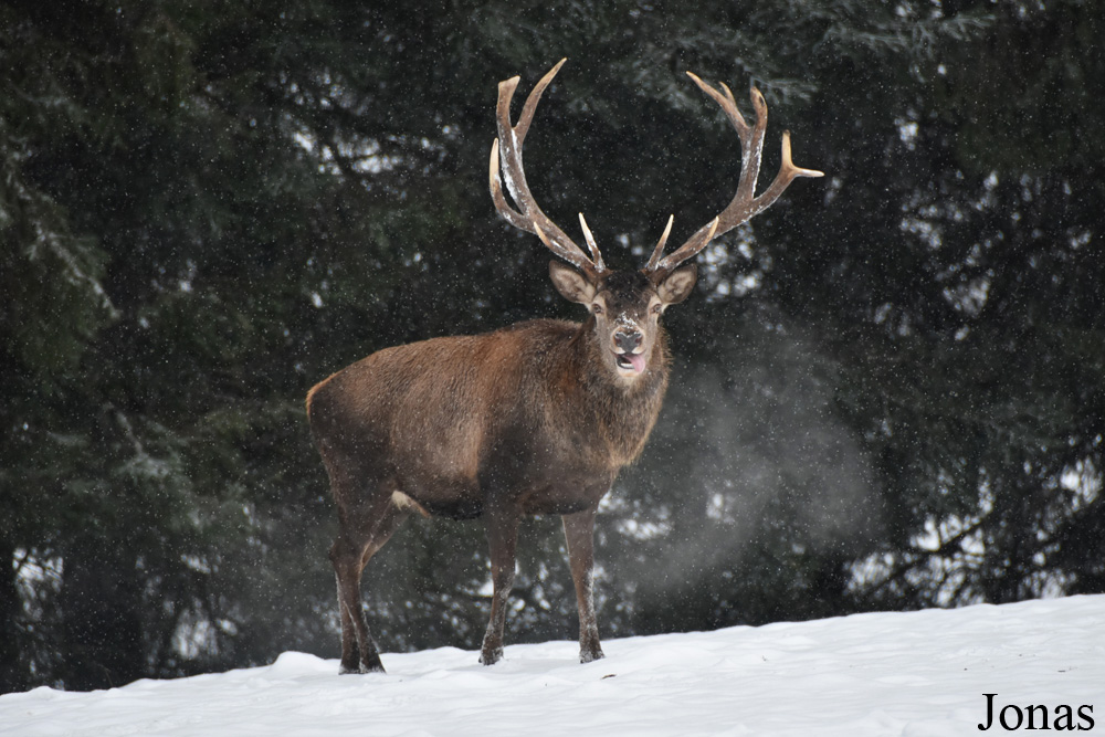 Cervus elaphus hippelaphus