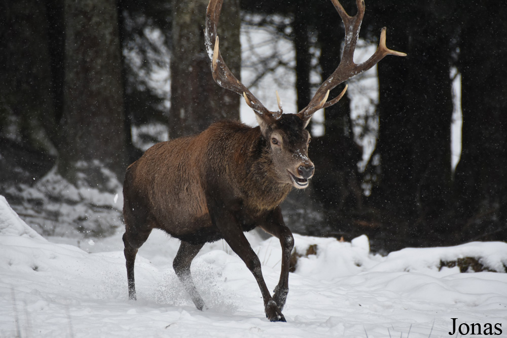 Cervus elaphus hippelaphus