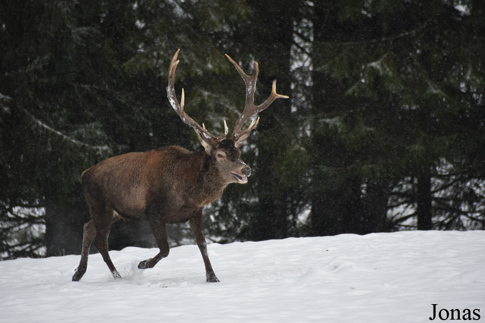 Cervus elaphus hippelaphus