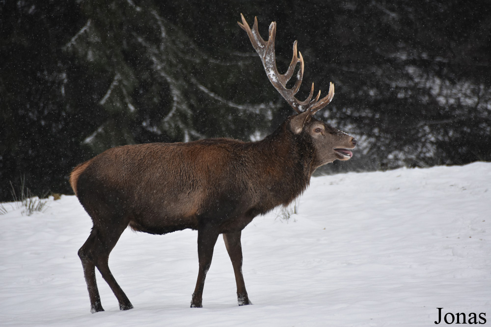 Cervus elaphus hippelaphus
