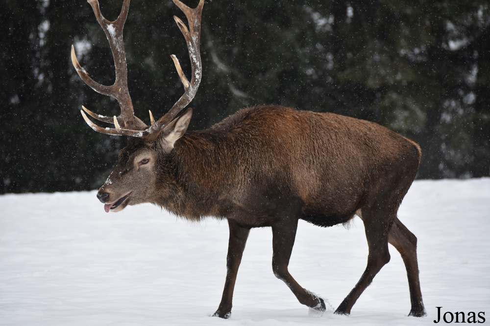 Cervus elaphus hippelaphus