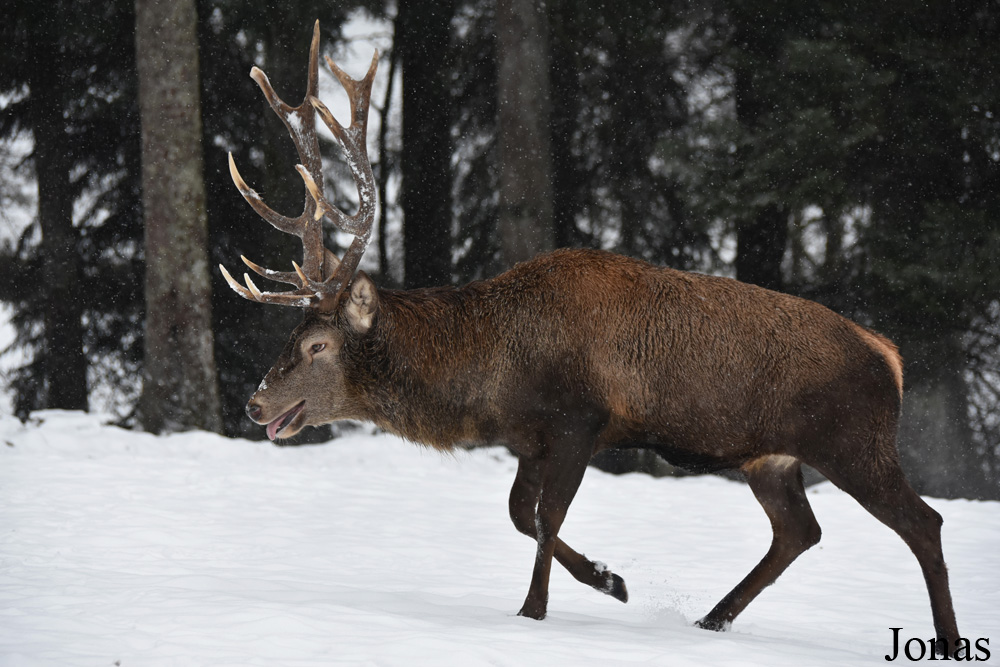 Cervus elaphus hippelaphus