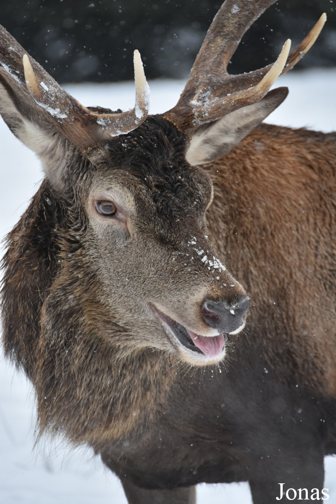 Cervus elaphus hippelaphus
