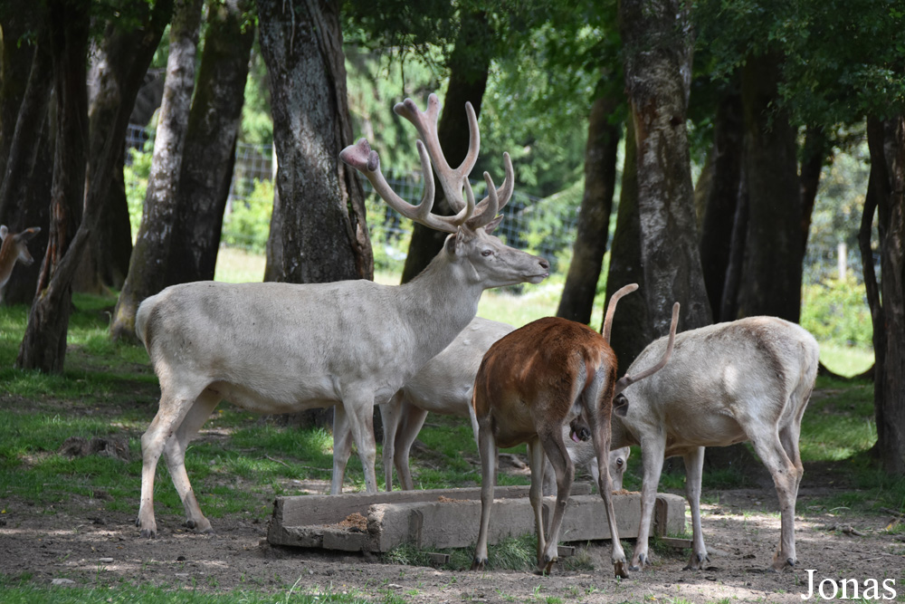 Cervus elaphus hippelaphus