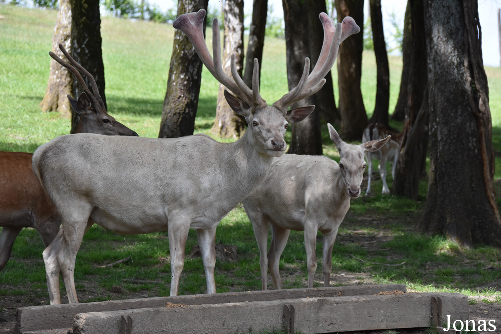Cervus elaphus hippelaphus