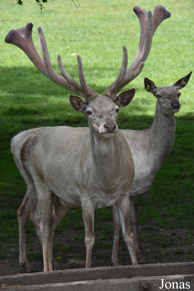 Cervus elaphus hippelaphus