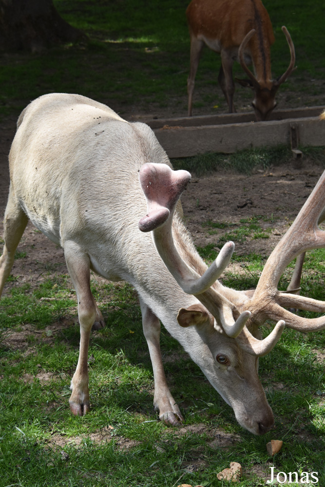 Cervus elaphus hippelaphus