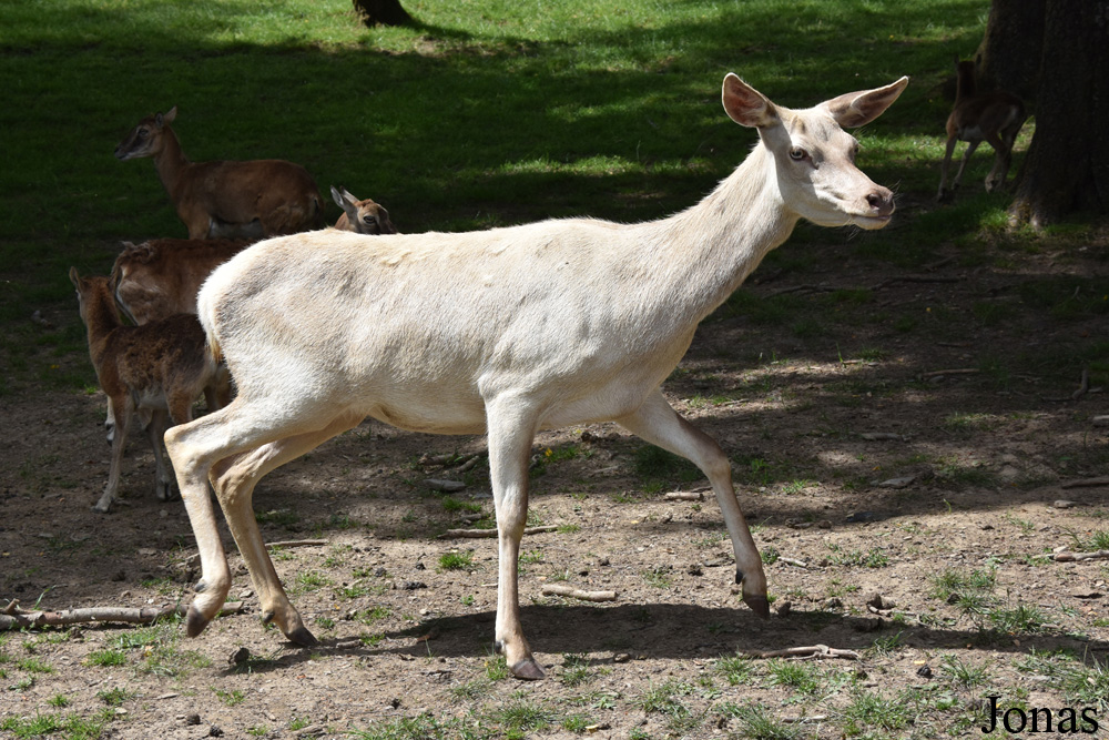 Cervus elaphus hippelaphus