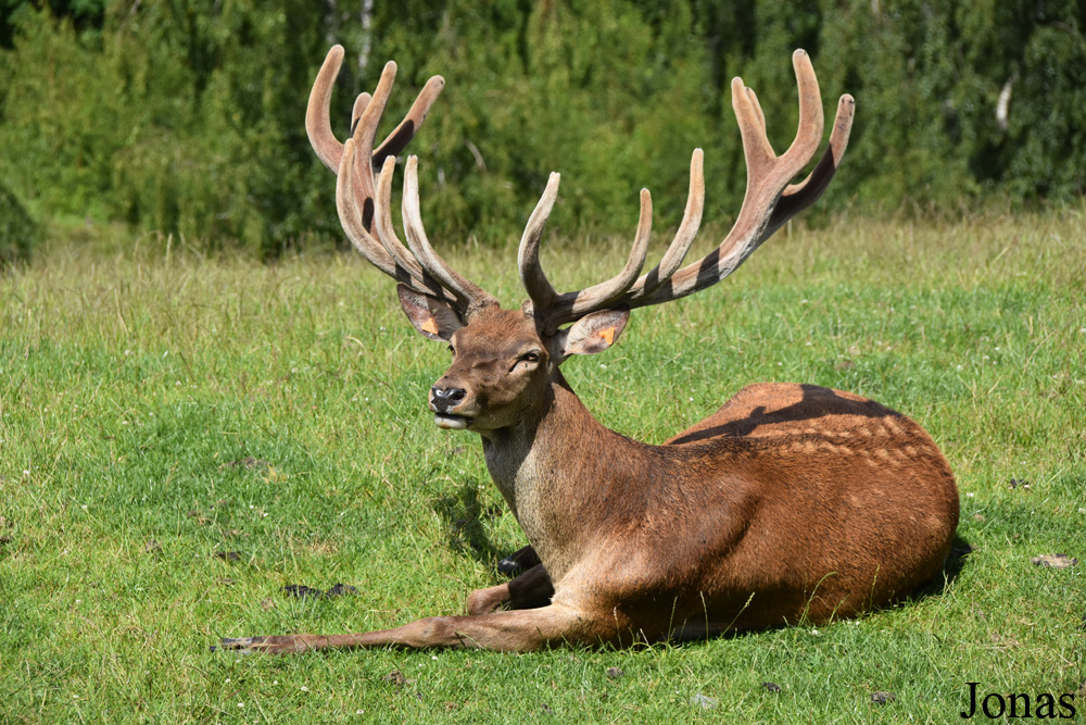 Cervus elaphus hippelaphus
