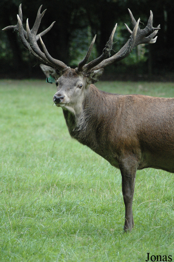 Cervus elaphus hippelaphus