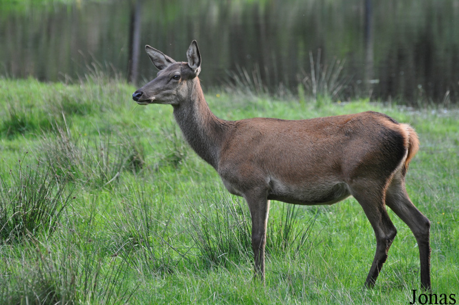 Cervus elaphus hippelaphus