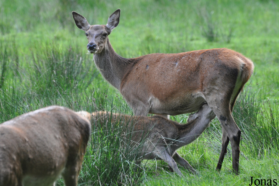 Cervus elaphus hippelaphus
