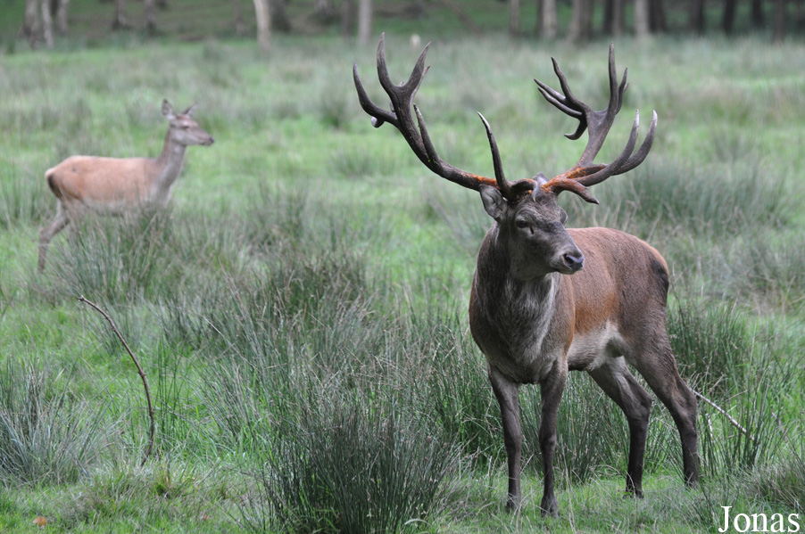 Cervus elaphus hippelaphus