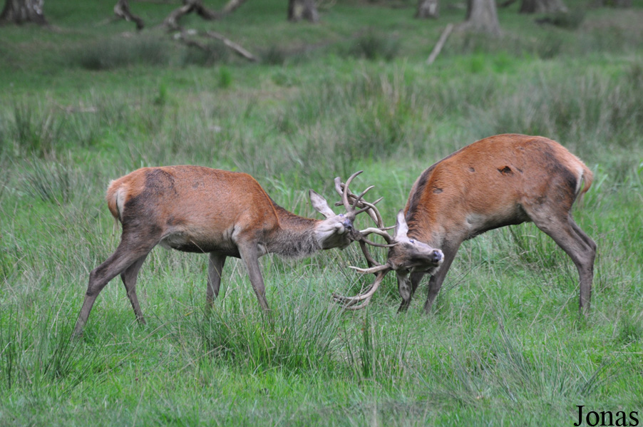 Cervus elaphus hippelaphus