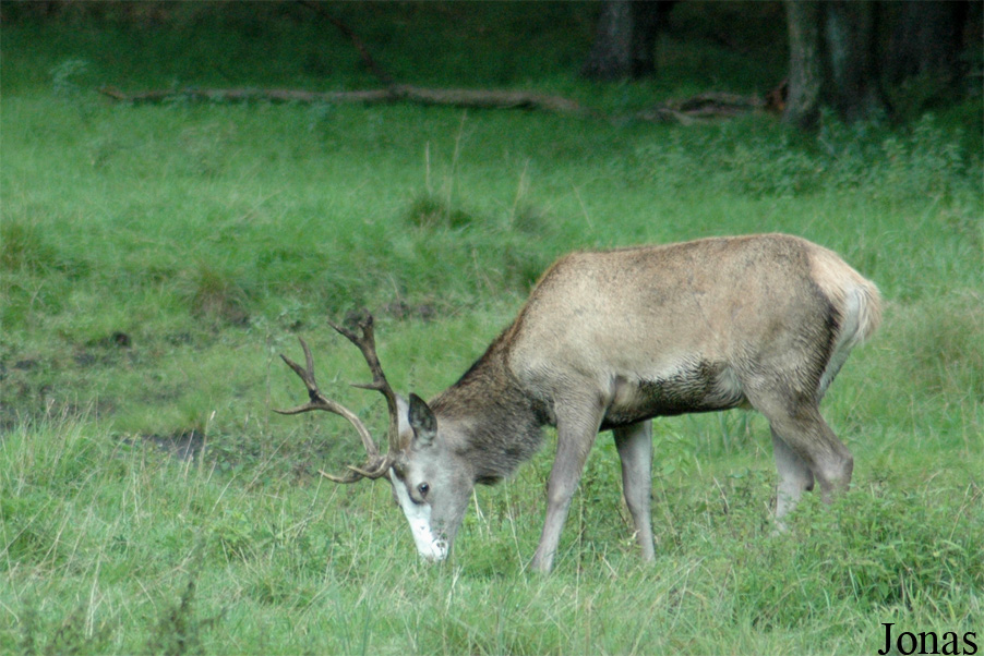 Cervus elaphus hippelaphus