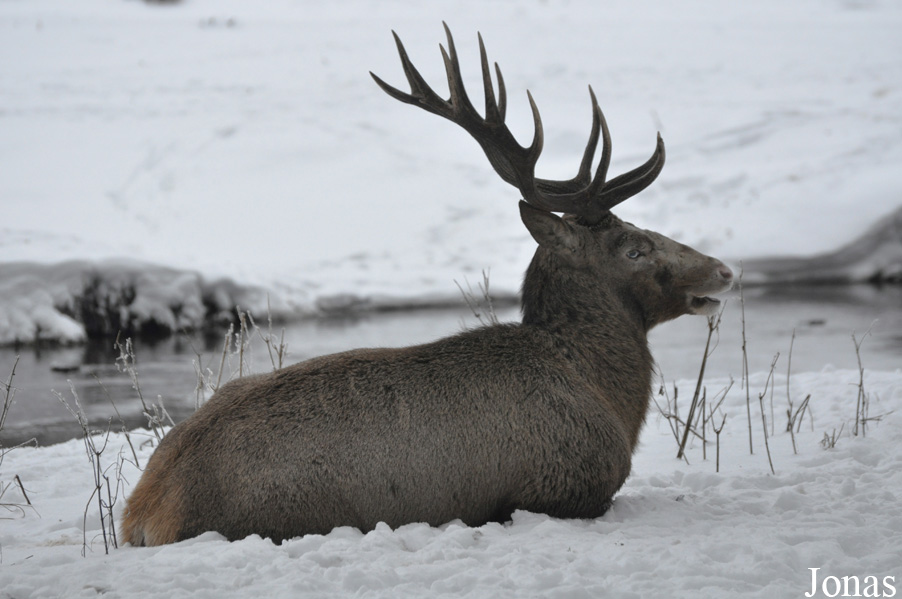 Cervus elaphus hippelaphus