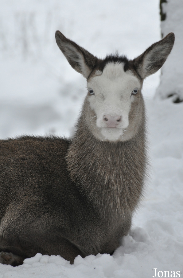 Cervus elaphus hippelaphus
