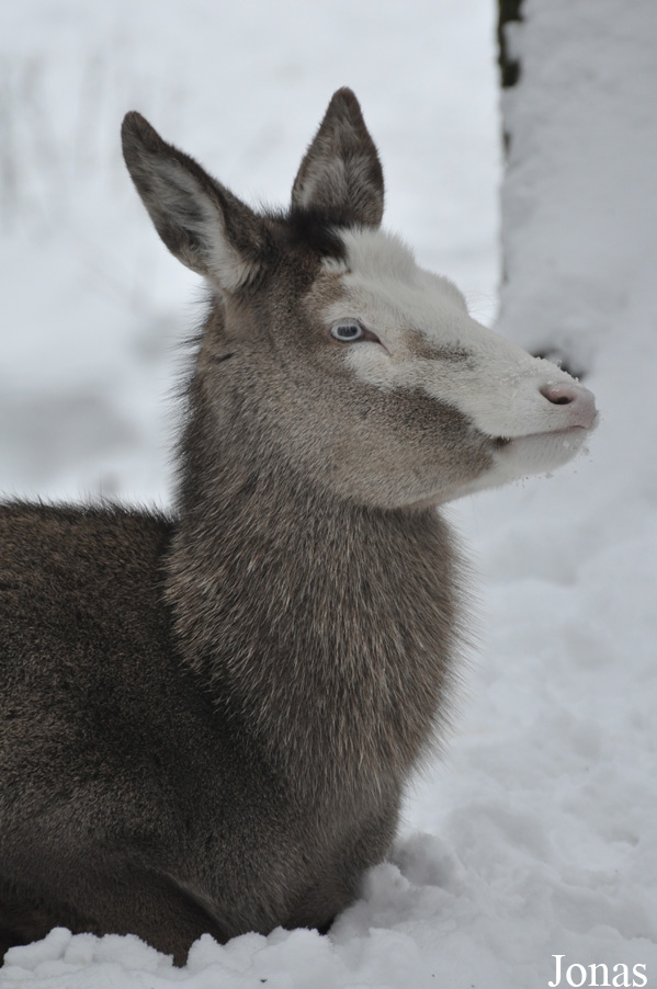 Cervus elaphus hippelaphus