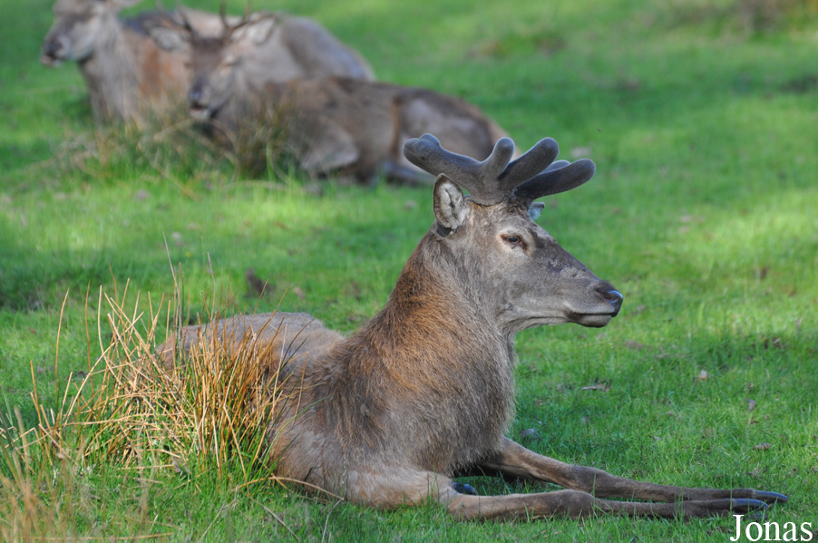 Cervus elaphus hippelaphus