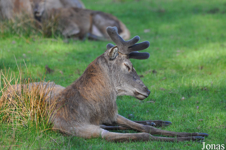 Cervus elaphus hippelaphus
