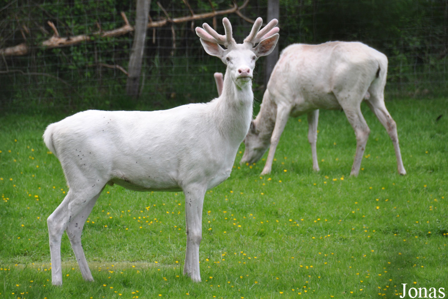 Cervus elaphus hippelaphus