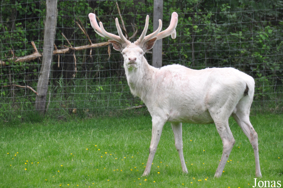 Cervus elaphus hippelaphus