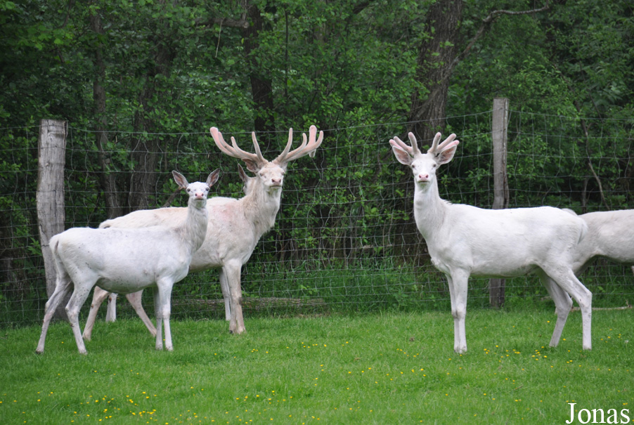 Cervus elaphus hippelaphus