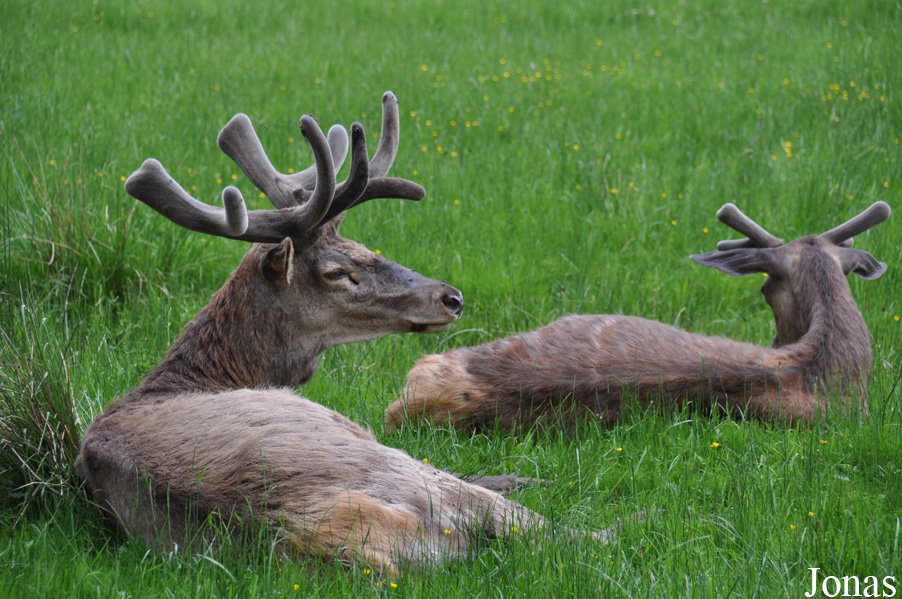 Cervus elaphus hippelaphus