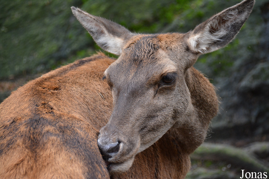 Cervus elaphus hippelaphus