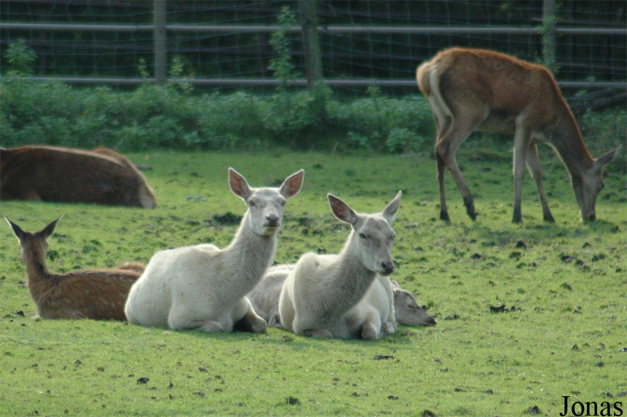 Cervus elaphus hippelaphus