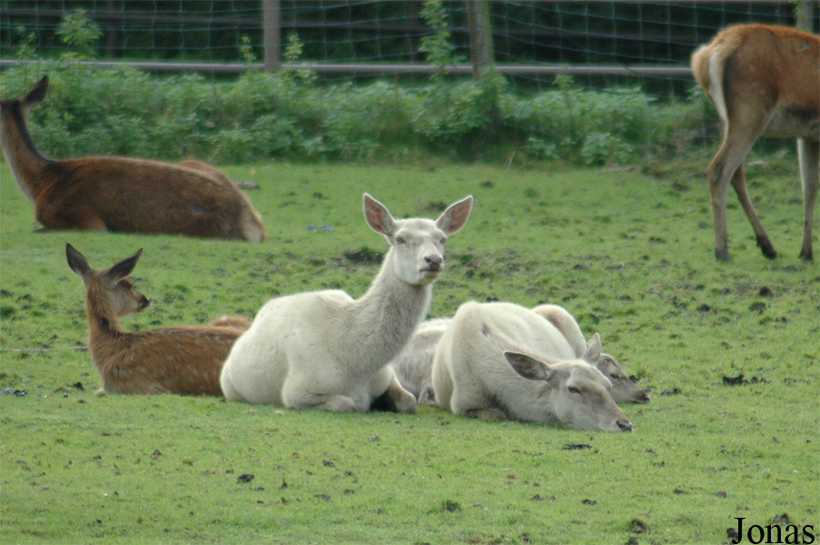 Cervus elaphus hippelaphus