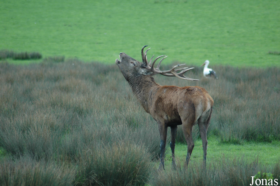 Cervus elaphus hippelaphus
