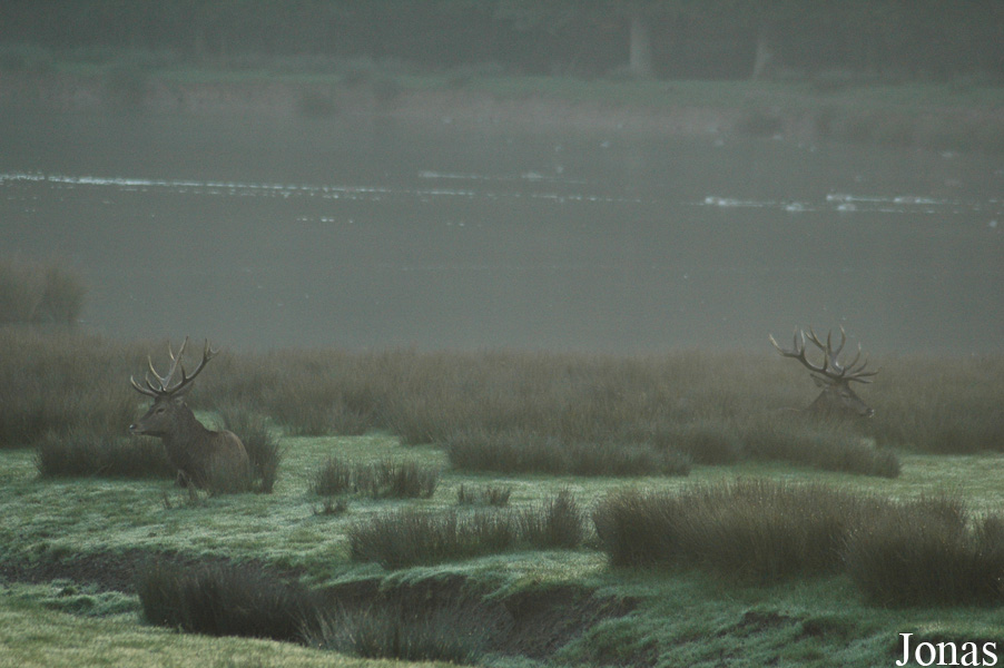 Cervus elaphus hippelaphus