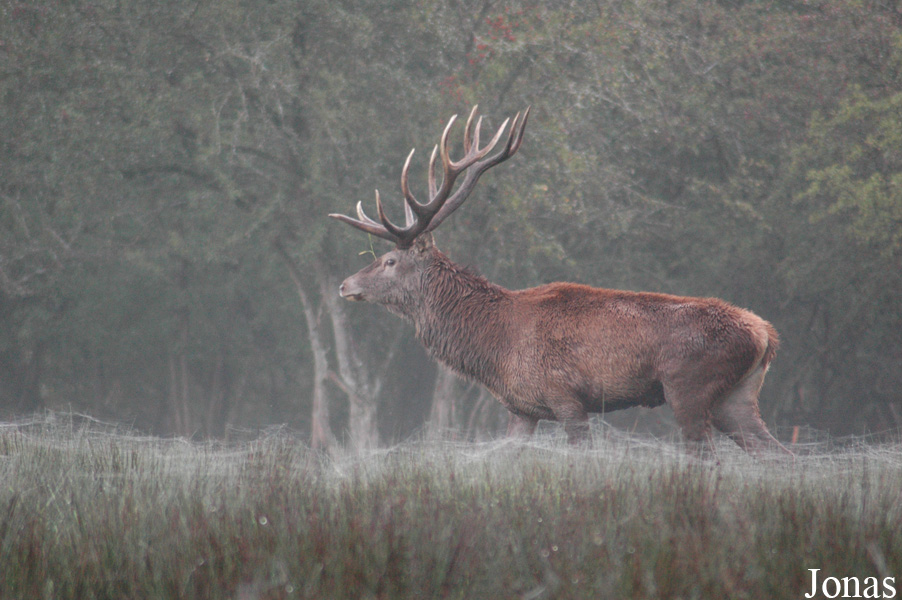 Cervus elaphus hippelaphus
