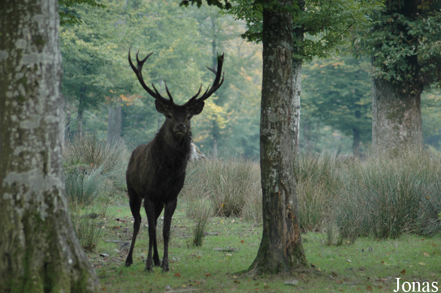 Cervus elaphus hippelaphus