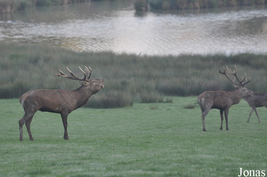 Cervus elaphus hippelaphus