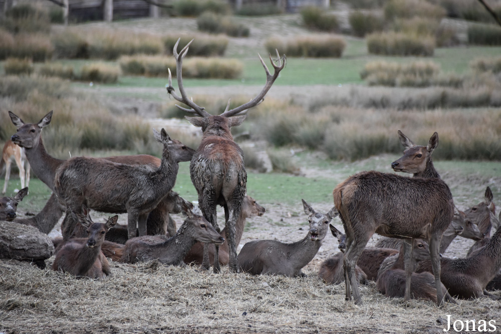 Cervus elaphus hippelaphus