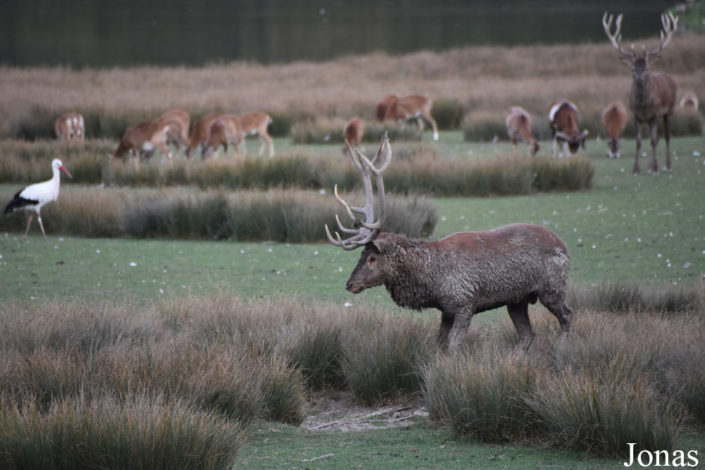 Cervus elaphus hippelaphus