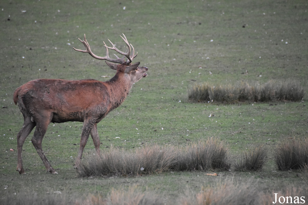 Cervus elaphus hippelaphus