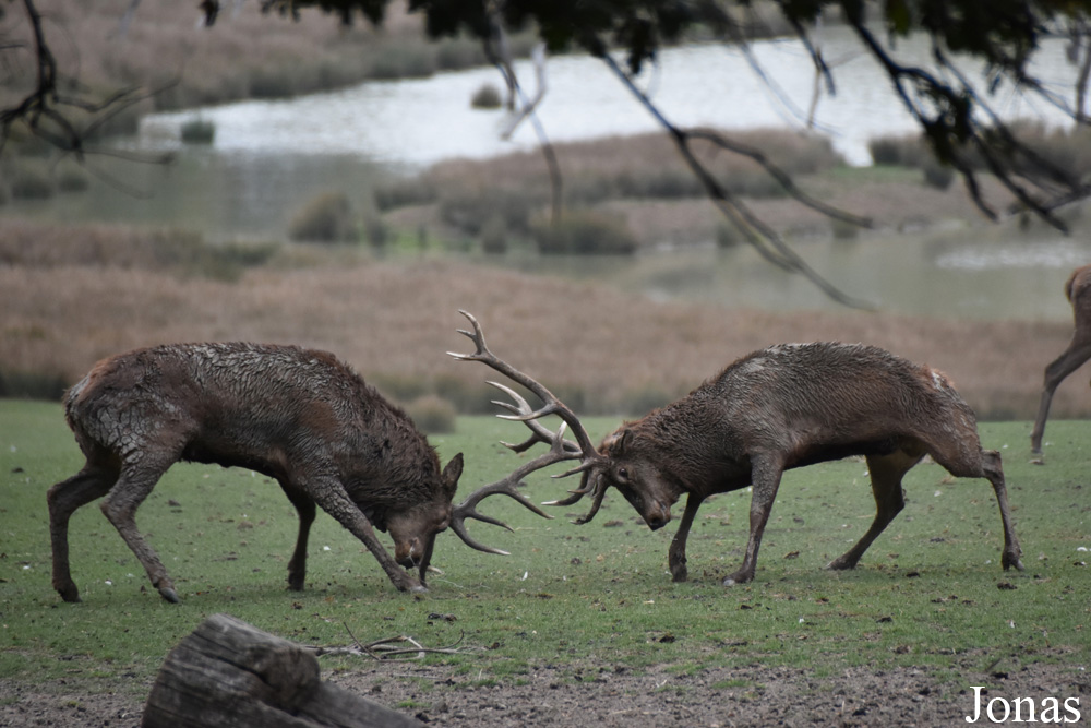 Cervus elaphus hippelaphus